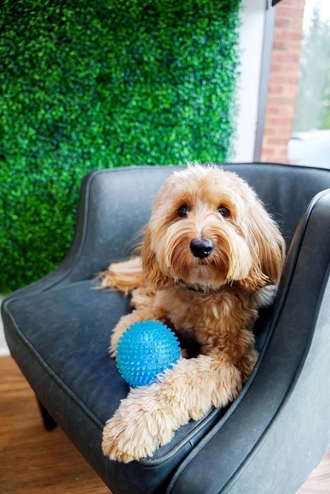 Our friendly office dog at The Hydration Station